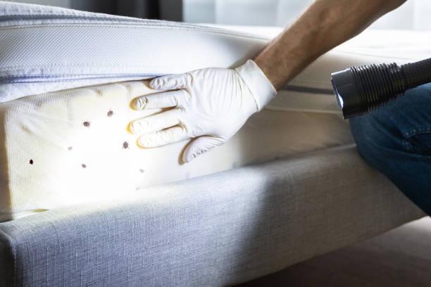 Best Residential Pest Control  in Montgomery Village, MD