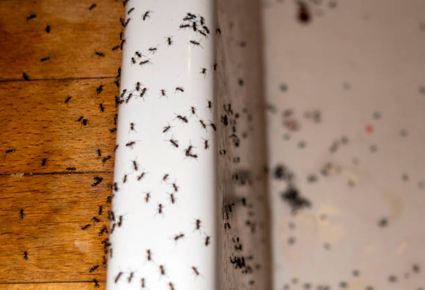 Best Pest Control Near Me  in Montgomery Village, MD