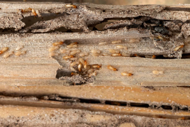 Best Cockroach Control Services  in Montgomery Village, MD