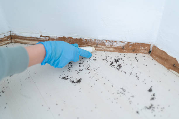Trusted Montgomery Village, MD Pest Control Experts